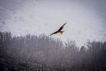 La naturaleza se muestra exuberante al llegar la primavera