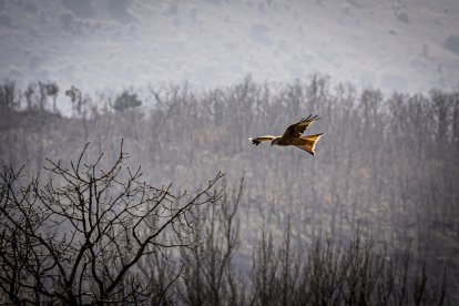 La naturaleza se muestra exuberante al llegar la primavera