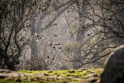 La naturaleza se muestra exuberante al llegar la primavera