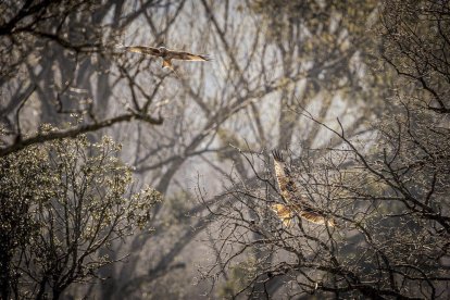 La naturaleza se muestra exuberante al llegar la primavera