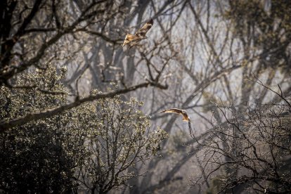 La naturaleza se muestra exuberante al llegar la primavera