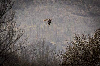La naturaleza se muestra exuberante al llegar la primavera