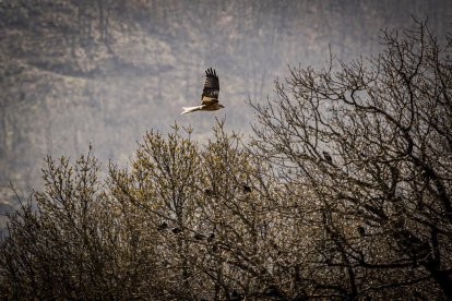 La naturaleza se muestra exuberante al llegar la primavera
