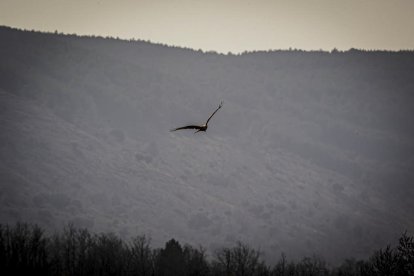 La naturaleza se muestra exuberante al llegar la primavera
