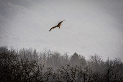 La naturaleza se muestra exuberante al llegar la primavera