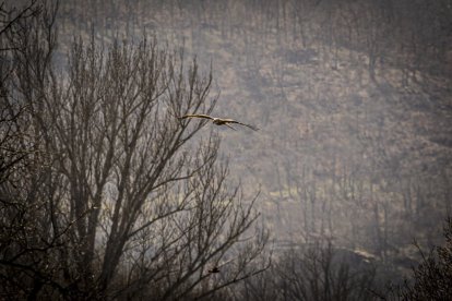 La naturaleza se muestra exuberante al llegar la primavera