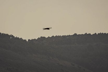 La naturaleza se muestra exuberante al llegar la primavera