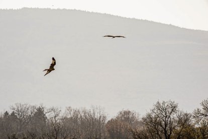 La naturaleza se muestra exuberante al llegar la primavera