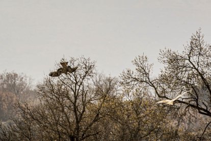 La naturaleza se muestra exuberante al llegar la primavera