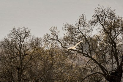 La naturaleza se muestra exuberante al llegar la primavera
