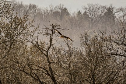 La naturaleza se muestra exuberante al llegar la primavera