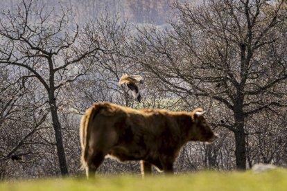 La naturaleza se muestra exuberante al llegar la primavera