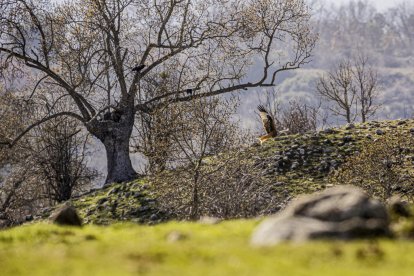 La naturaleza se muestra exuberante al llegar la primavera
