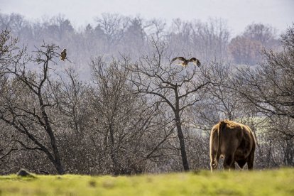 La naturaleza se muestra exuberante al llegar la primavera