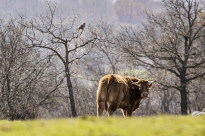 La naturaleza se muestra exuberante al llegar la primavera