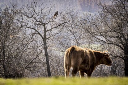 La naturaleza se muestra exuberante al llegar la primavera