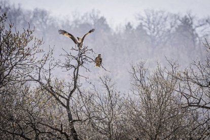 La naturaleza se muestra exuberante al llegar la primavera