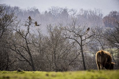 La naturaleza se muestra exuberante al llegar la primavera