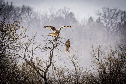 La naturaleza se muestra exuberante al llegar la primavera