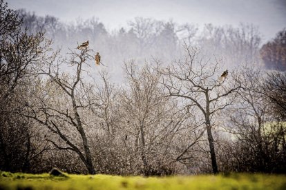 La naturaleza se muestra exuberante al llegar la primavera