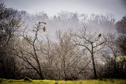 La naturaleza se muestra exuberante al llegar la primavera