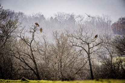 La naturaleza se muestra exuberante al llegar la primavera