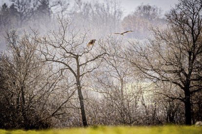 La naturaleza se muestra exuberante al llegar la primavera