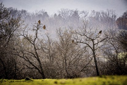 La naturaleza se muestra exuberante al llegar la primavera
