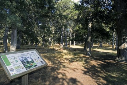 La señalización del espacio natural permite interpretar la flora, la fauna y el valor ecológico del Sabinar de Calatañazor durante el recorrido