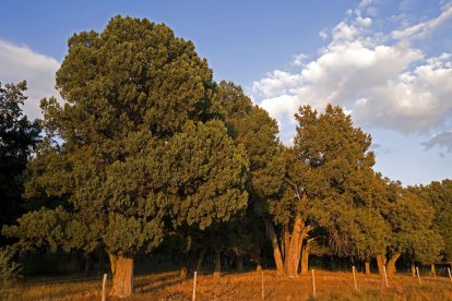 La luz del atardecer resalta el volumen y la textura de las sabinas, uno de los rasgos más singulares de este bosque milenario