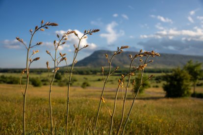 El pico de los frentes se difumina frente al parque de Valonsadero en Soria