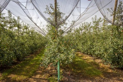 Una paradoja entre la ruina y la innovación en la Soria más profunda
