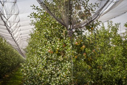 Una paradoja entre la ruina y la innovación en la Soria más profunda