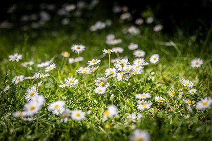 Primavera y sol de media mañana en la Dehesa de Soria.