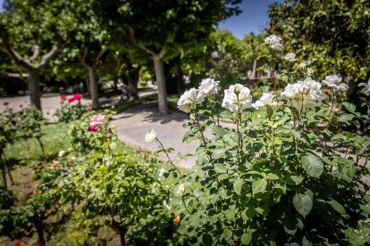 Primavera y sol de media mañana en la Dehesa de Soria.