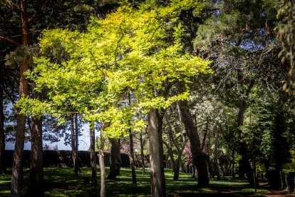 Primavera y sol de media mañana en la Dehesa de Soria.