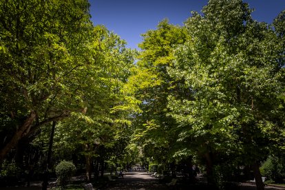 Primavera y sol de media mañana en la Dehesa de Soria.
