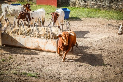 Pistoletazo de salida en el monte con los grandes protagonistas de las fiestas de San Juan.