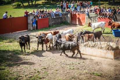 Pistoletazo de salida en el monte con los grandes protagonistas de las fiestas de San Juan.