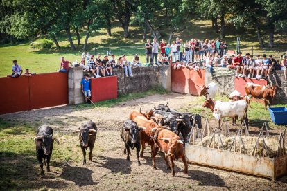 Pistoletazo de salida en el monte con los grandes protagonistas de las fiestas de San Juan.