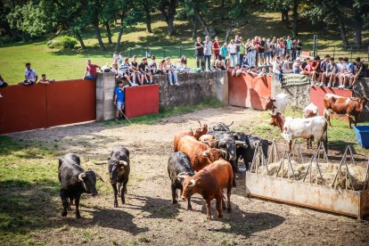 Pistoletazo de salida en el monte con los grandes protagonistas de las fiestas de San Juan.