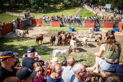 Pistoletazo de salida en el monte con los grandes protagonistas de las fiestas de San Juan.