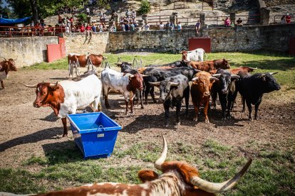 Pistoletazo de salida en el monte con los grandes protagonistas de las fiestas de San Juan.