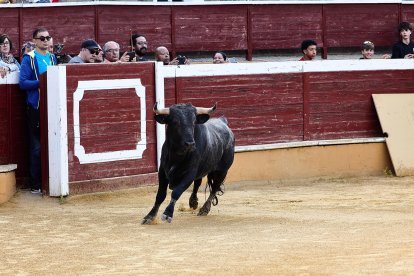Puntualidad y trece toros en el coso de San Benito.