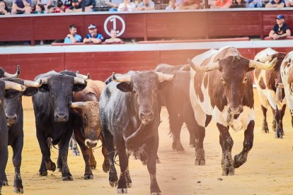 Puntualidad y trece toros en el coso de San Benito.