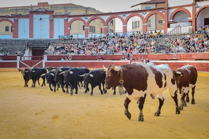 Puntualidad y trece toros en el coso de San Benito.