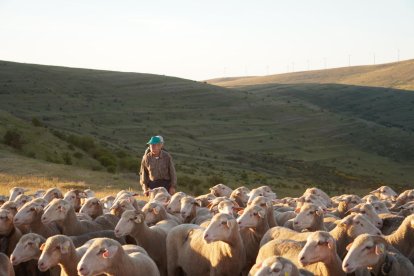 Los hermanos Pérez conduciendo su ganado por los montes de Soria.