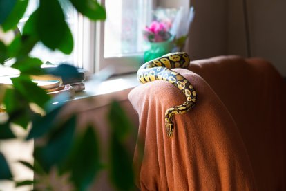Si una serpiente entra en una vivienda, los expertos recomiendan mantener la calma, no intentar capturarla y avisar a los servicios de emergencia si existe riesgo.