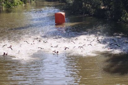 Imágenes de la prueba masculina celebrada en La Arboleda de Almazán