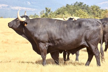 Las reses fueron trasladas a pie y a caballo